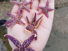 -日照灯塔风景区