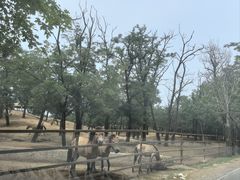 -秦皇岛野生动物园