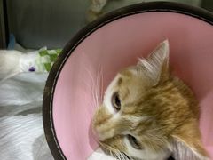 -暖阳宠物医院·犬猫康复中心·骨科