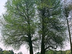 -南宁良凤江国家森林公园