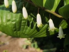 -国家植物园南园