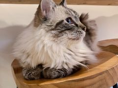 -是阿柴呀！柴犬咖啡·爱喵喵猫咖