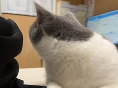 -瑞派康怡24h宠物医院·犬猫医疗中心·微创绝育(瑞景分院)
