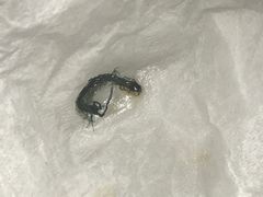 -蔡先生(双阳路店)