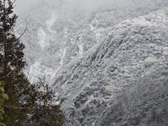 -卧龙中华大熊猫苑神树坪基地