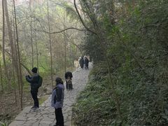 -都江堰中华大熊猫苑