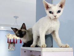 -喵的天空名猫咖啡馆·撸猫·猫舍·用品