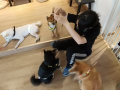 -南京Hallo宠物乐园·哈罗犬舍·柴犬繁育基地