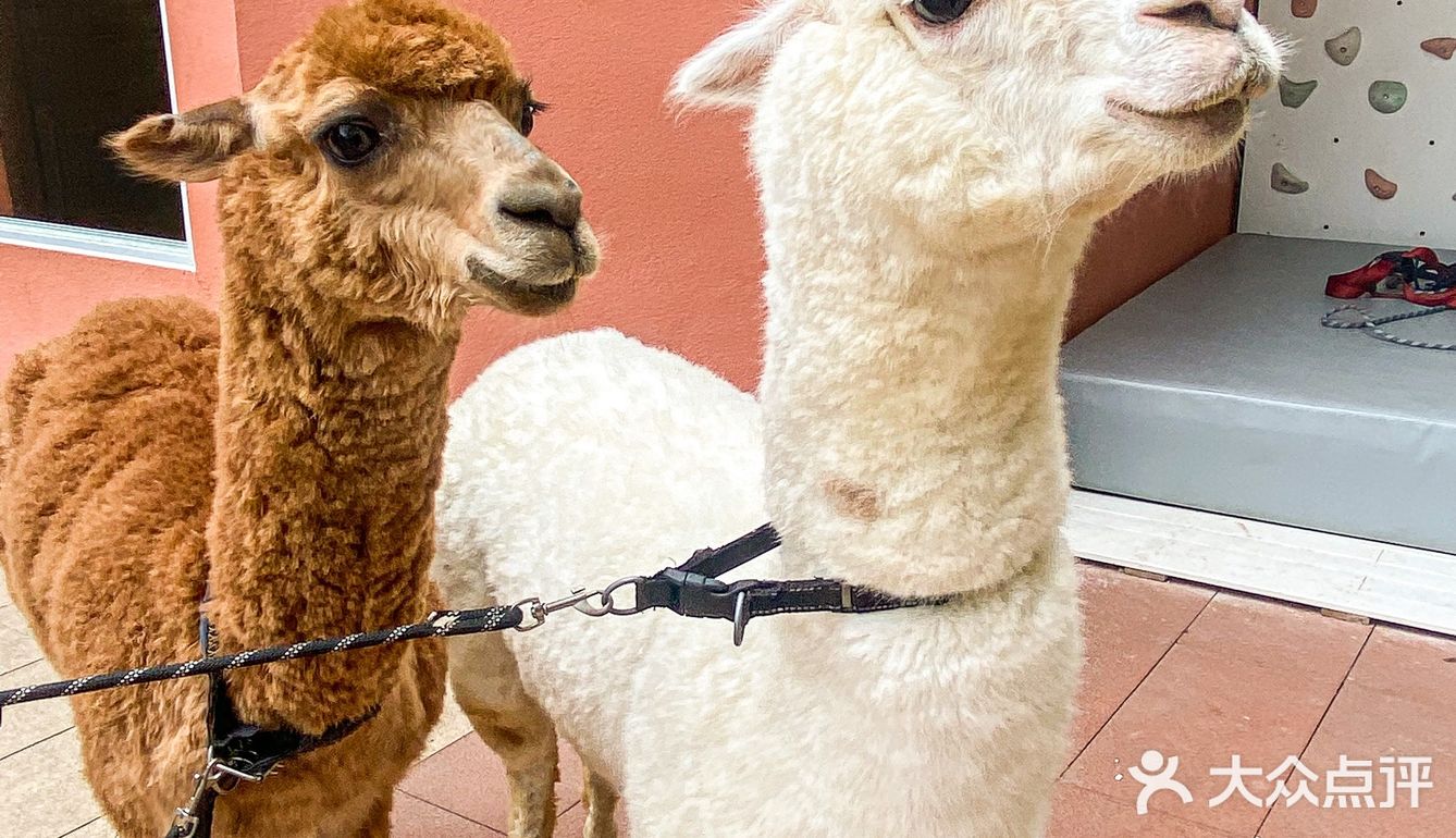来阳朔旅游bi打卡这家环境超好的🦙餐厅🦷