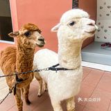 来阳朔旅游bi打卡这家环境超好的🦙餐厅🦷