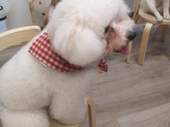 -柴迷FANS CLUB·柴犬狗咖·猫咖