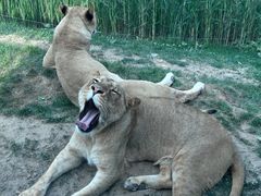 -北京野生动物园