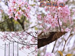 -天适樱花悠乐园