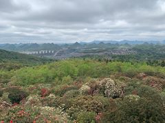 -贵州百里杜鹃风景名胜区