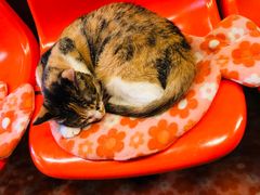 -猫咪博物馆(顶澳仔猫街店)