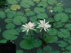 -国家植物园南园