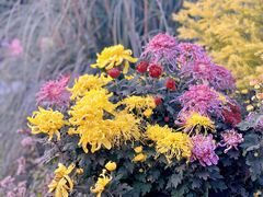 -上海共青森林公园