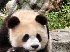 -都江堰中华大熊猫苑