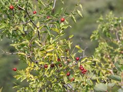 -北京十三陵国家森林公园蟒山景区