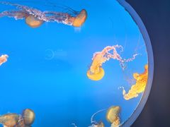 -太平洋海底世界