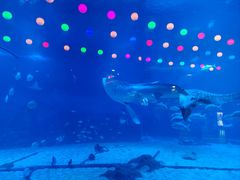 -烟台海昌鲸鲨海洋公园