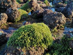 -花海间·即刻露营