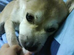 -太原东方动物医院(小店分院)