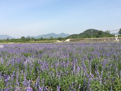 -北京东方普罗旺斯薰衣草庄园