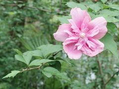 -合肥滨湖国家森林公园