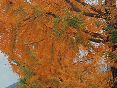 -报恩寺(平武县)