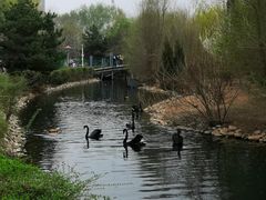 -长白岛森林公园