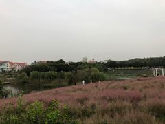 -大塘金香草谷