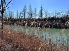 -泗洪洪泽湖湿地景区