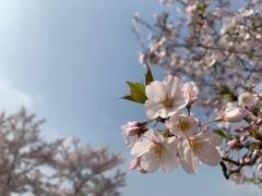 -顾村公园