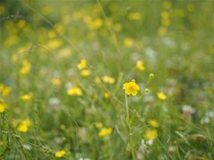 -硗碛藏寨·神木垒景区