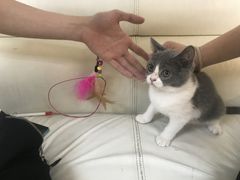 -lincat·猫舍(广州店)