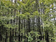 -桤木河湿地公园