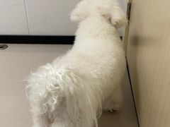-艾贝尔宠物医院 ·中兽医·宠保定点(北门桥店)