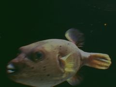 -暹罗海洋世界