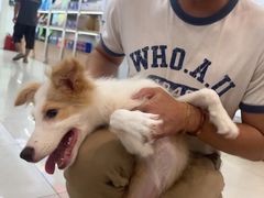 -翊宠yipet猫狗购宠庄园犬舍•猫舍