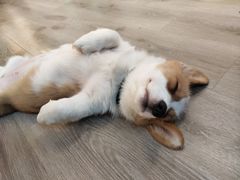 -浣熊柯尔鸭土拨鼠·电玩咖