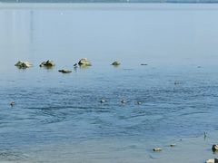 -深圳湾公园(南山区)