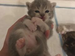 -70cat德文卷毛猫·缅因猫纯种猫舍