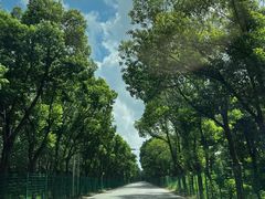 -马陆小张葡萄园农家乐