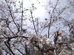 -西北湖绿化广场