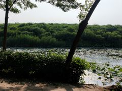 -丁香湖公园