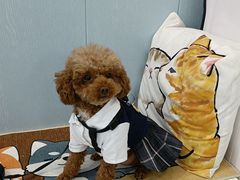 -纳吉亚猫专科动物诊疗中心(蒋宅口分院)