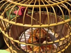 -胡桃里乐队酒馆(鎏嘉码头店)