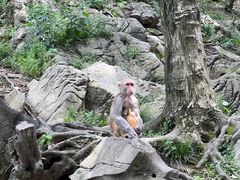 -黔灵山公园