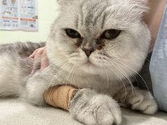 -艾吉宠物医院·疑难杂症转诊中心·猫友好(碧江路院)